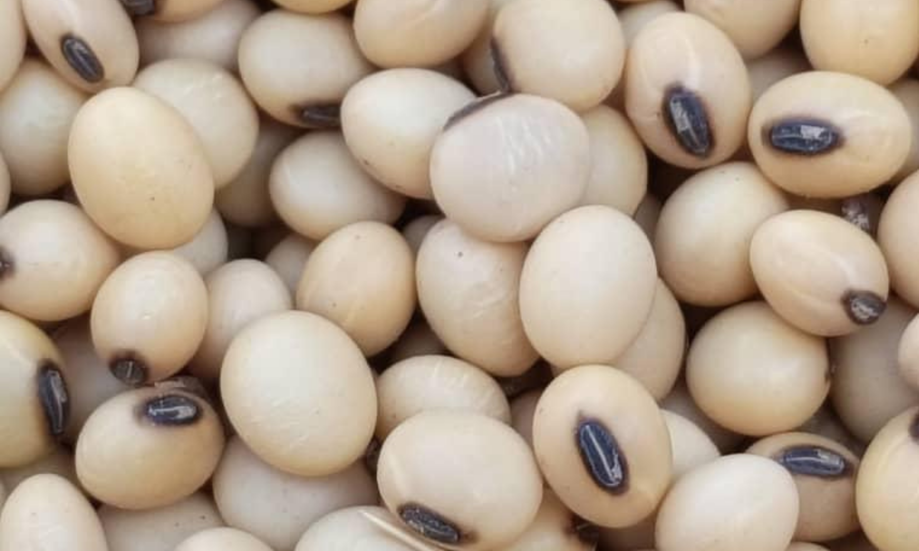 Soybeans NON-GMO