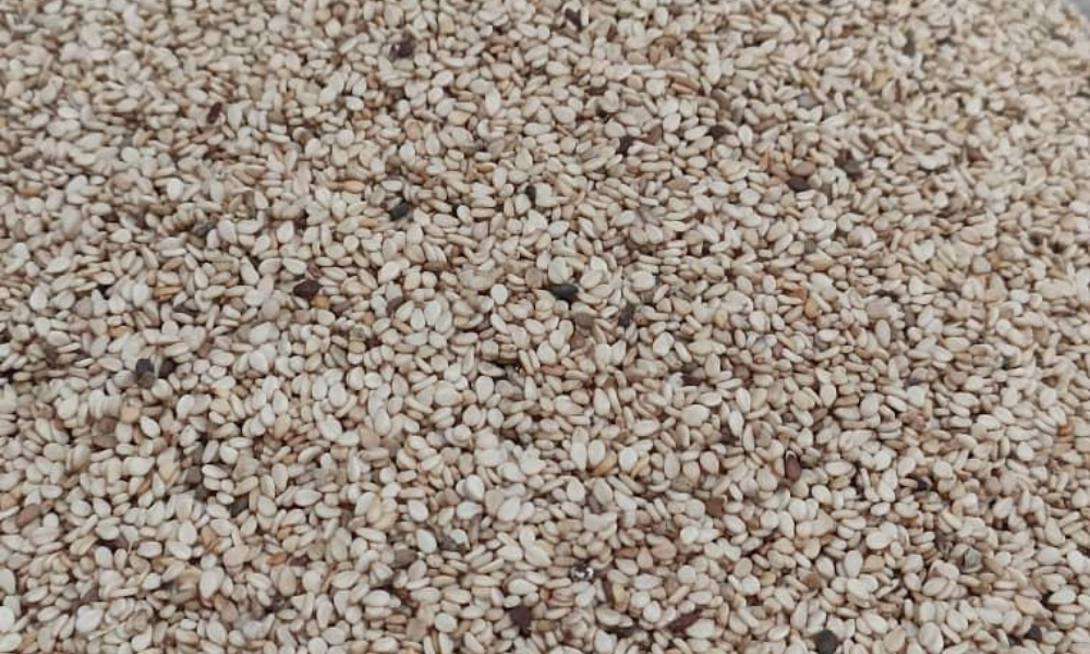 Natural Sesame Seeds